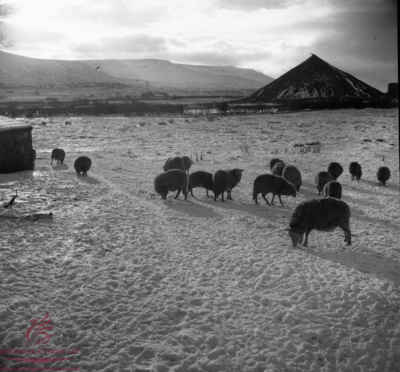  Sheep near the tips at Hirwaun 1963